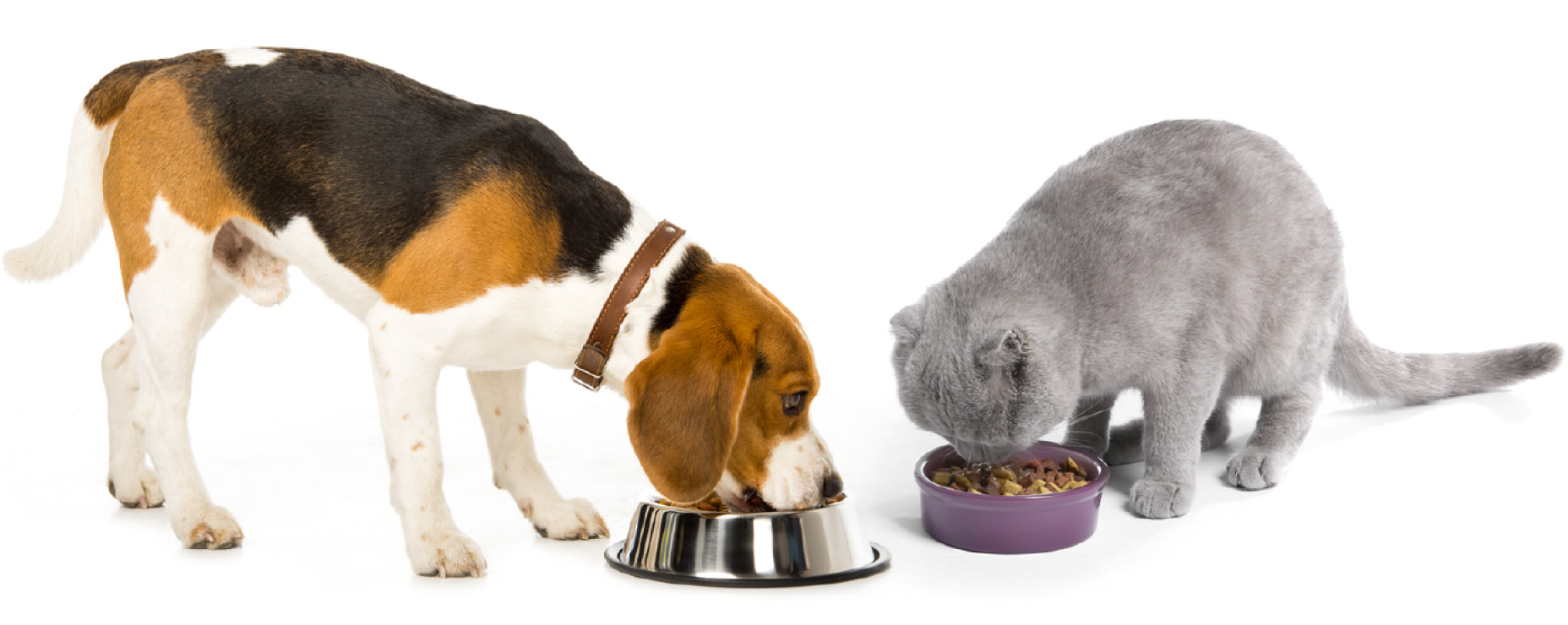 A puppy eating from a bowl next to a kitten eating from a bowl.