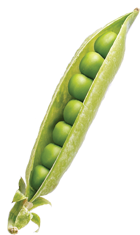 Open pea pod showing peas.