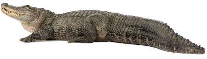 A side view of an alligator.