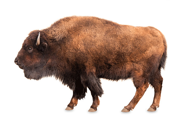 A side view of a bison.
