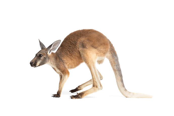 A side view of a kangaroo.