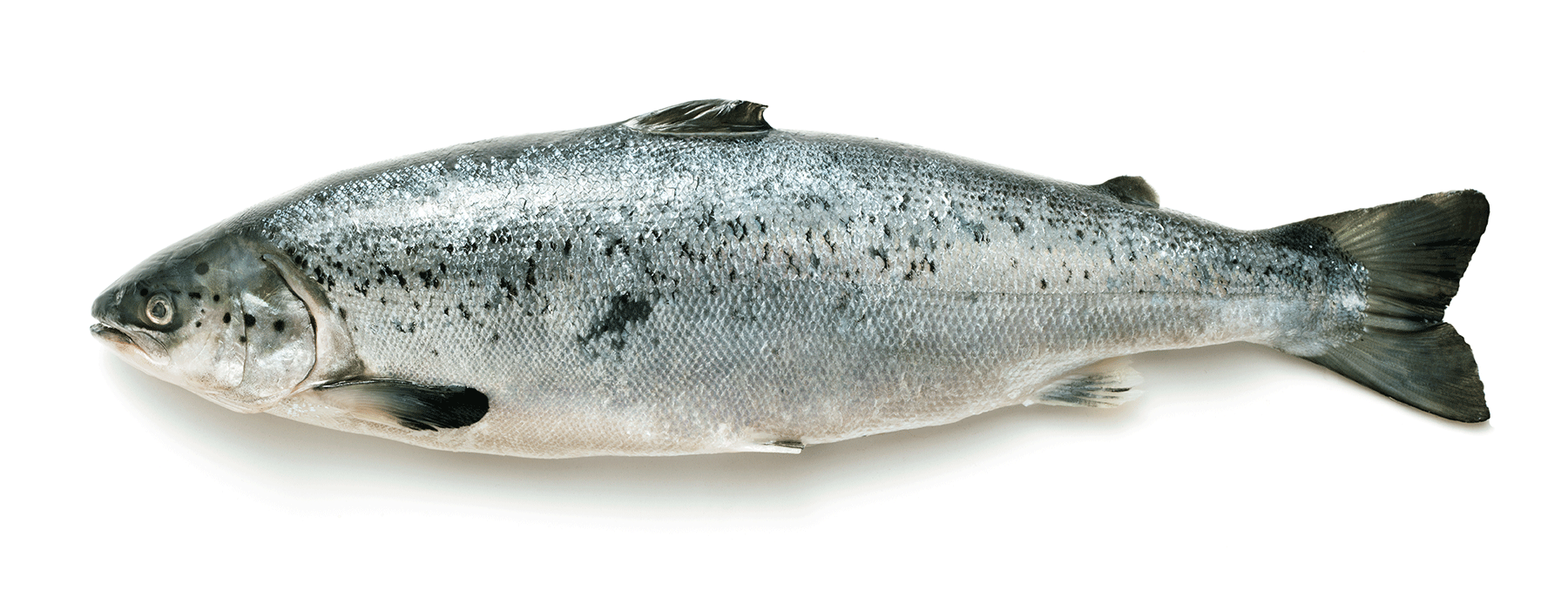 A whole wild-caught salmon.