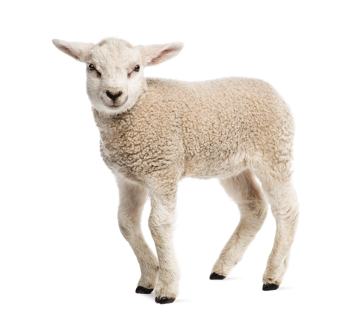 A small lamb standing.