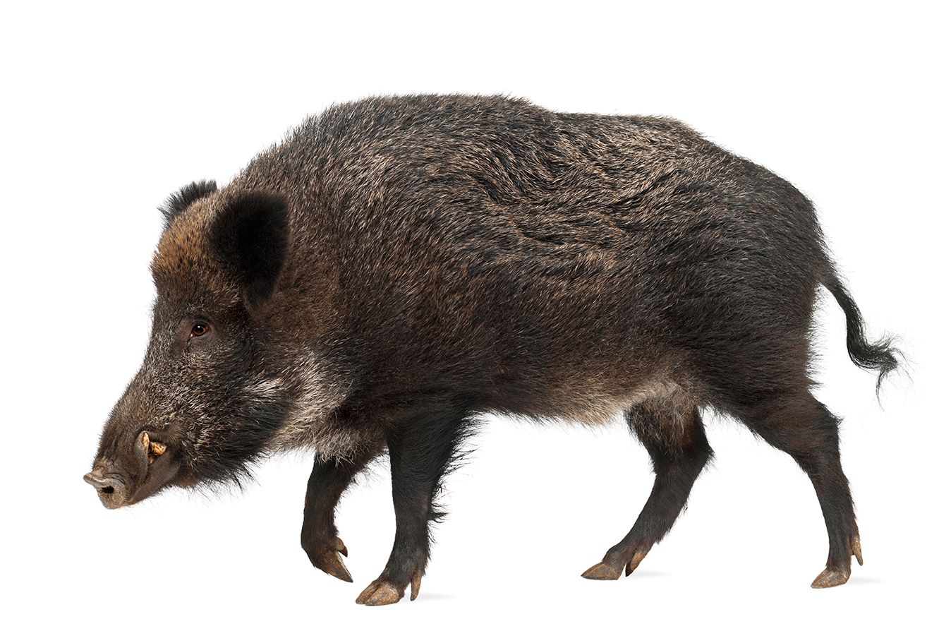 A side view of a wild boar.