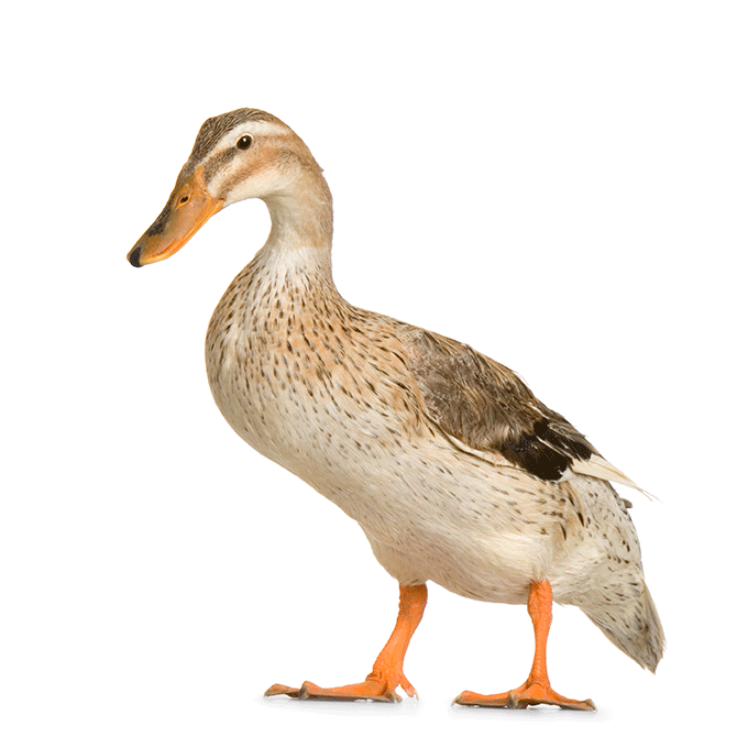 A side view of a duck.
