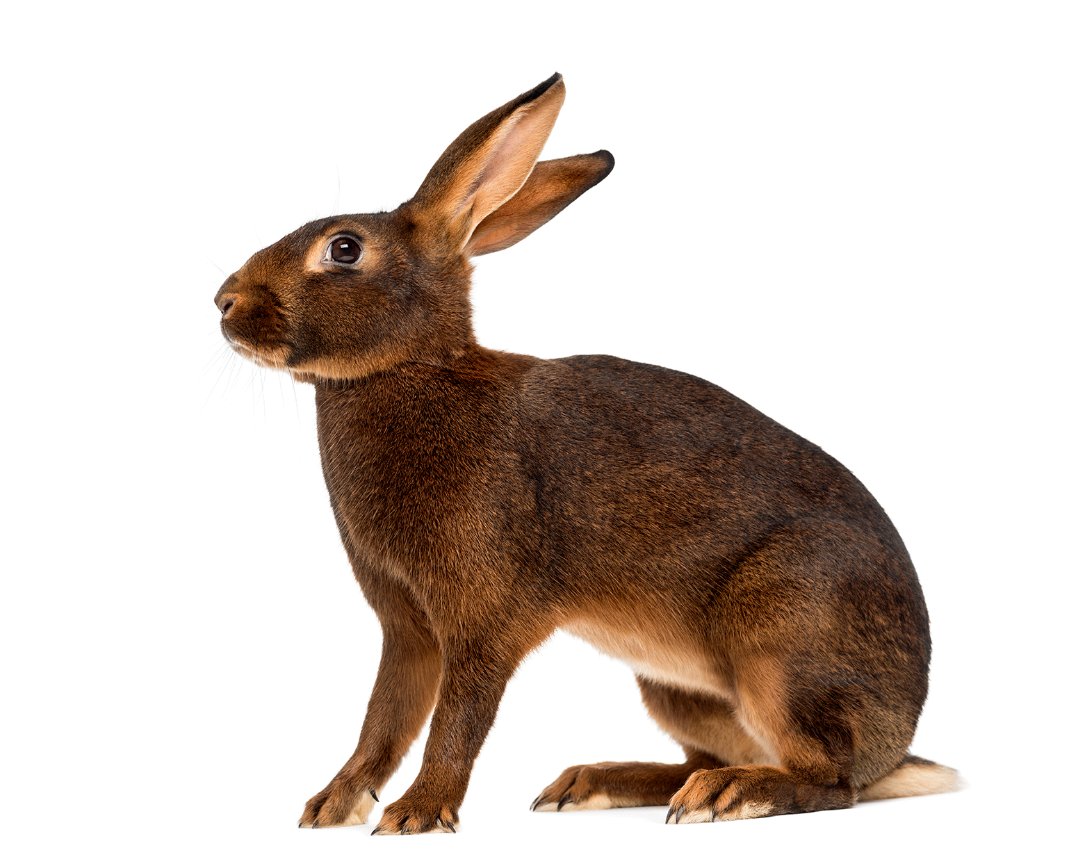A side view of a rabbit.