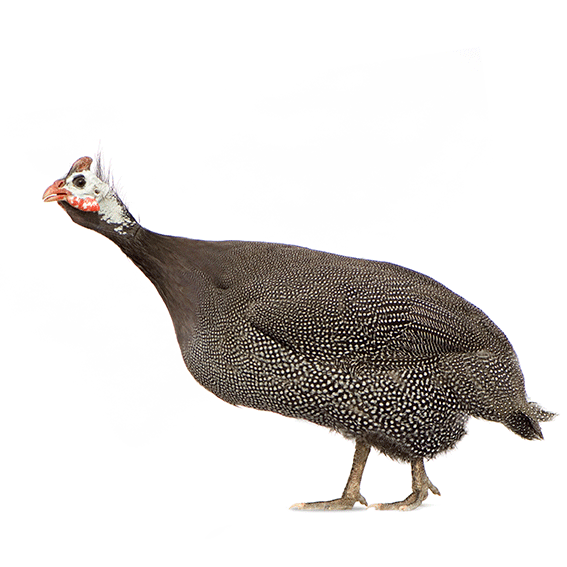 A side view of a guinea fowl.