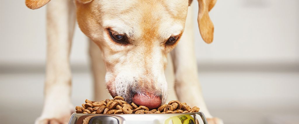 Dog eating food from a bowl