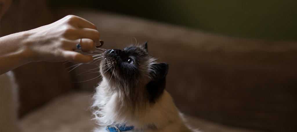 Palatability and Pet Food: What Is It Really and Why Does It Matter? - Alphia Palatability and Pet Food: What Is It Really and Why Does It Matter? - Alphia