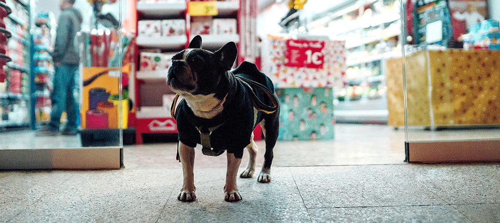 Small dog standing outside of a store