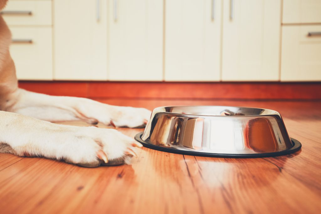 Dog waiting for food