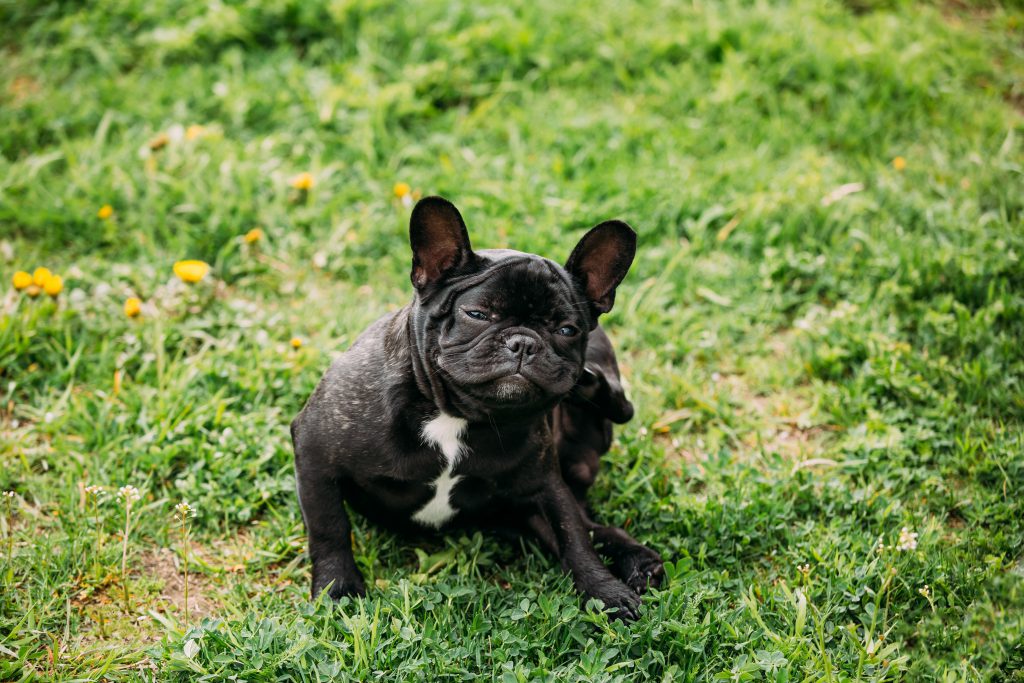 Dog scratching ear outside in grass