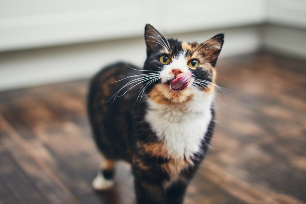 Pet Food Palatability: 3 Tips to Help Retailers Stock Pet Foods that Sell - Alphia Pet Food Palatability: 3 Tips to Help Retailers Stock Pet Foods that Sell - Alphia