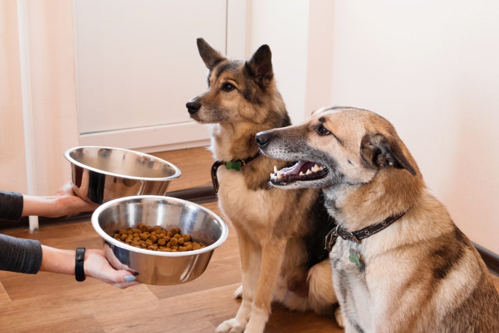 are grain free treats bad for dogs