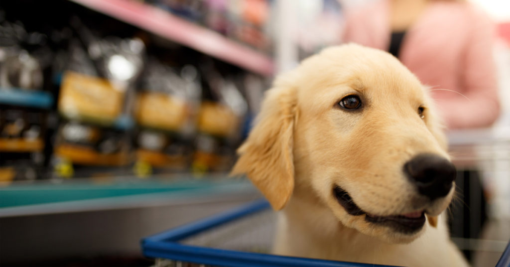 A dog sitting in a shopping cart in a pet food store.