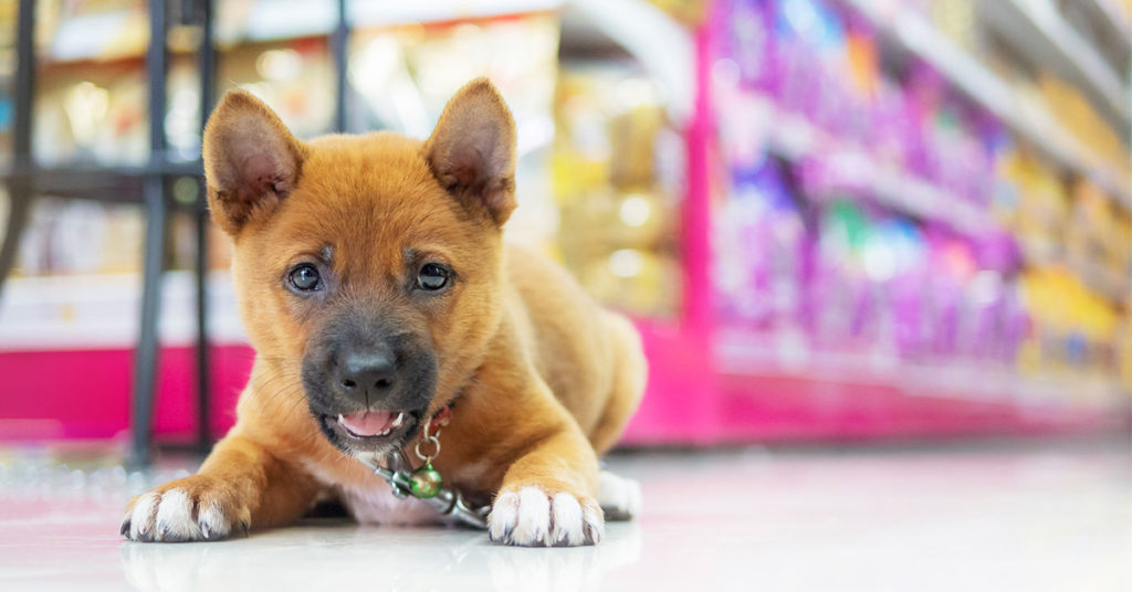 Puppy laying on the floor of a pet food store.